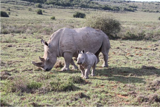 Rhino mother and calf