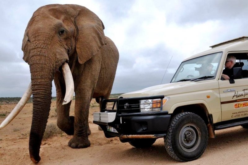 Addo Elephant National Park Safari - Full Day incl lunch-2
