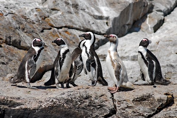 Penguin Patrol in Port Elizabeth-2