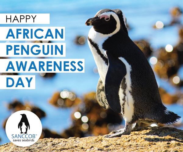 News Article African Penguin Awareness Day Waddle For African Penguin Awareness Day 7th 6411