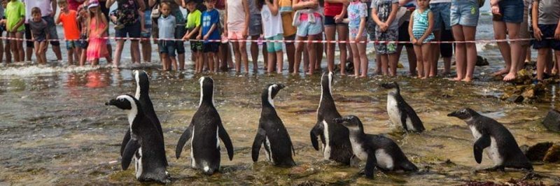 Annual Penguin Festival