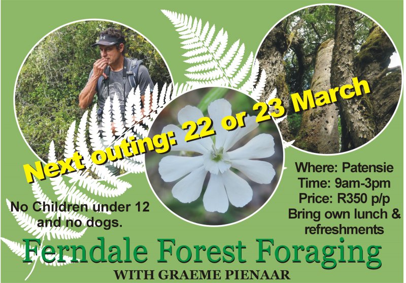 Ferndale Forest Foraging