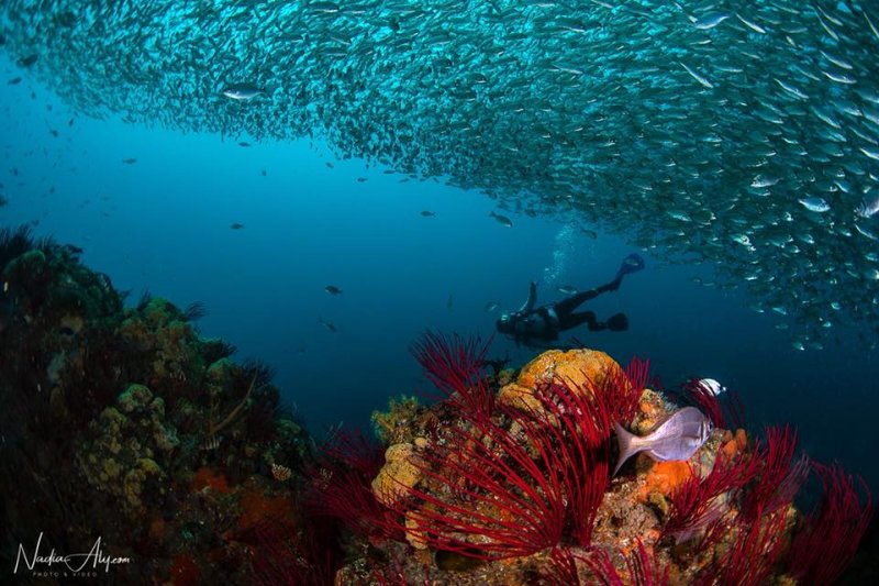 Scuba Diving Port Elizabeth-3